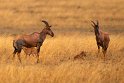 065 Masai Mara